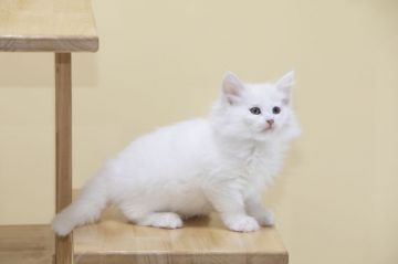 ノルウェージャンフォレストキャット【埼玉県・女の子・2018年3月8日・ホワイト】の写真「真っ白ふわふわ！！優しい性格の女の子です。」