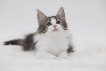 ノルウェージャンフォレストキャット【埼玉県・男の子・2020年2月12日・ブラウン マッカレル タビー アンド ホワイト】の写真「ブラウン・はちわれの華やかなイケメン君です」