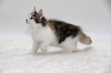 ノルウェージャンフォレストキャット【埼玉県・女の子・2018年6月13日・ブラウンマッカレルトービーアンドホワイト(三毛)】の写真「元気で人懐こい三毛の女の子です」