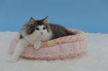 ノルウェージャンフォレストキャット【埼玉県・男の子・2017年6月26日・ブラウン マッカレル タビー アンド ホワイト（長毛種らしく豊かなコートです）】の写真「豊かなコートの活発な男の子です。」