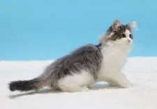 ノルウェージャンフォレストキャット【埼玉県・男の子・2021年1月22日・ブルー マッカレル タビー アンド ホワイト】の写真4