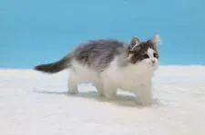 ノルウェージャンフォレストキャット【埼玉県・男の子・2021年1月22日・ブルー マッカレル タビー アンド ホワイト】の写真5