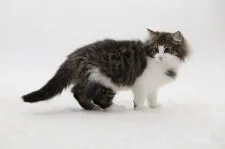 ノルウェージャンフォレストキャット【埼玉県・男の子・2019年10月17日・ブラウン マッカレル タビー アンド ホワイト】の写真5