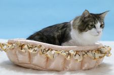 ノルウェージャンフォレストキャット【・女の子・2020年1月1日・ブラウン マッカレル タビー アンド ホワイト】