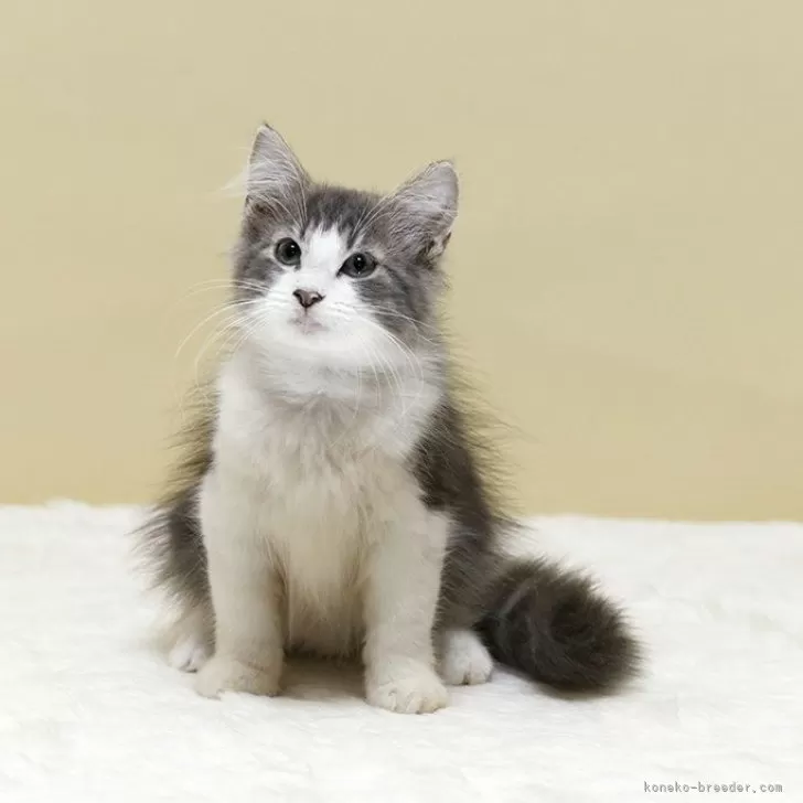 ID：2509-01590の子猫