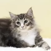 ノルウェージャンフォレストキャット