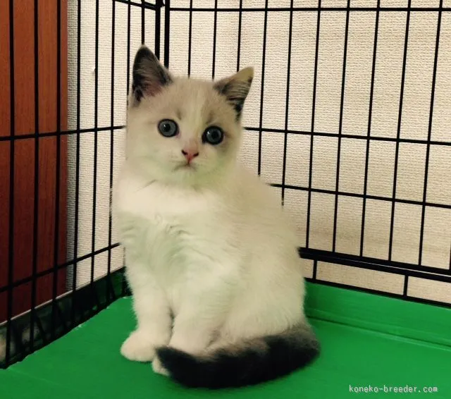 ID：1509-00612の子猫