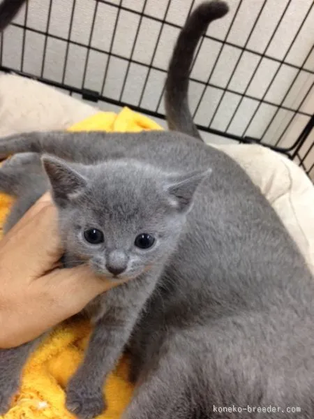 ID：1510-00676の子猫