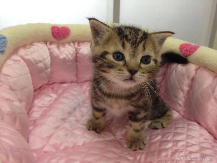 ID：1703-00909の子猫