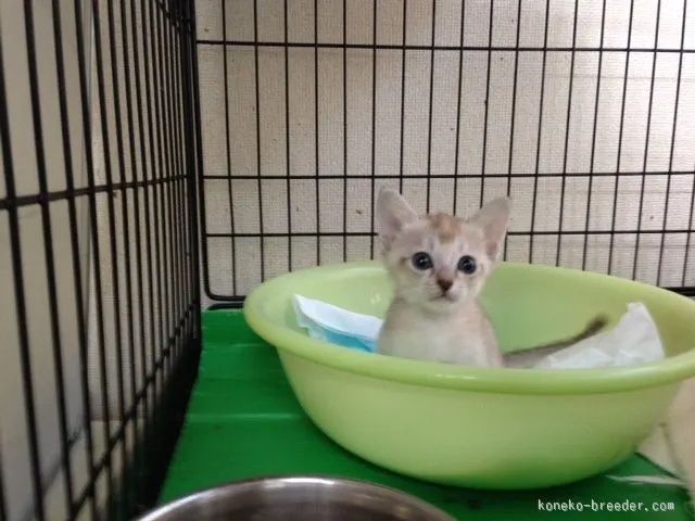 ID：1509-00581の子猫