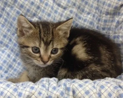ID：1501-00246の子猫