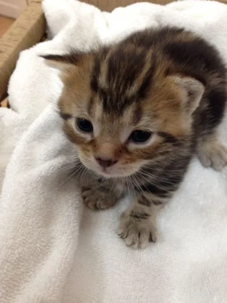ID：1505-00355の子猫