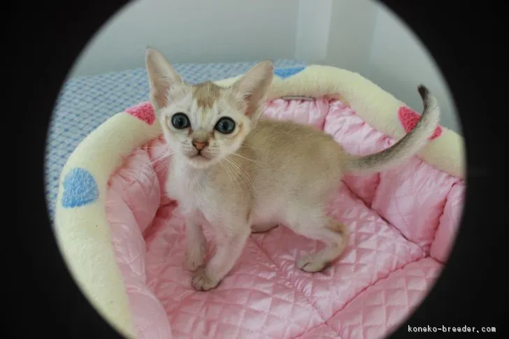 ID:1701-00112の子猫