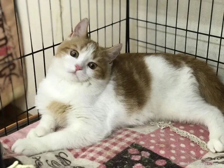 ID:1901-01171の子猫