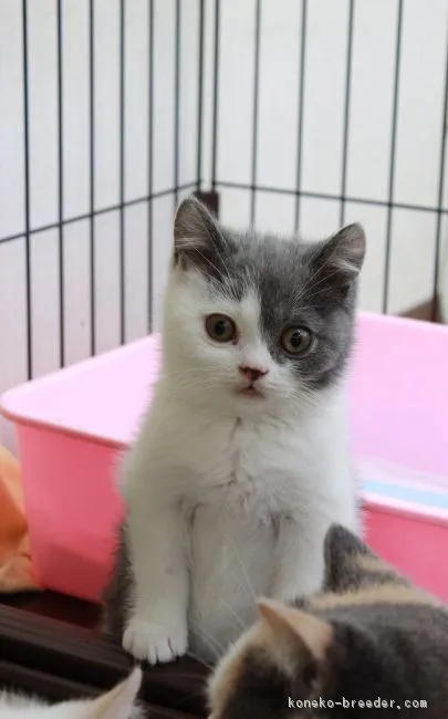 ID：1701-00110の子猫