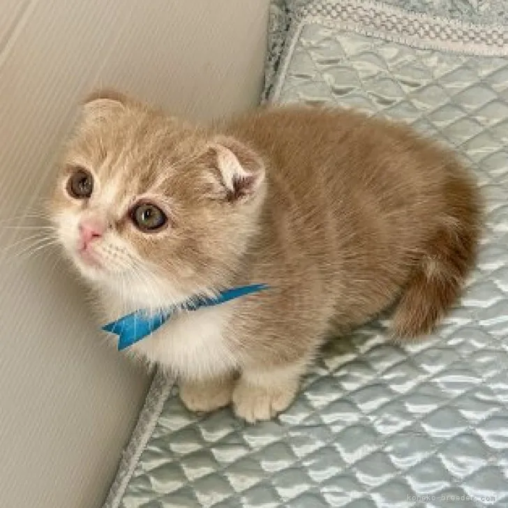 ID：2310-01204の子猫