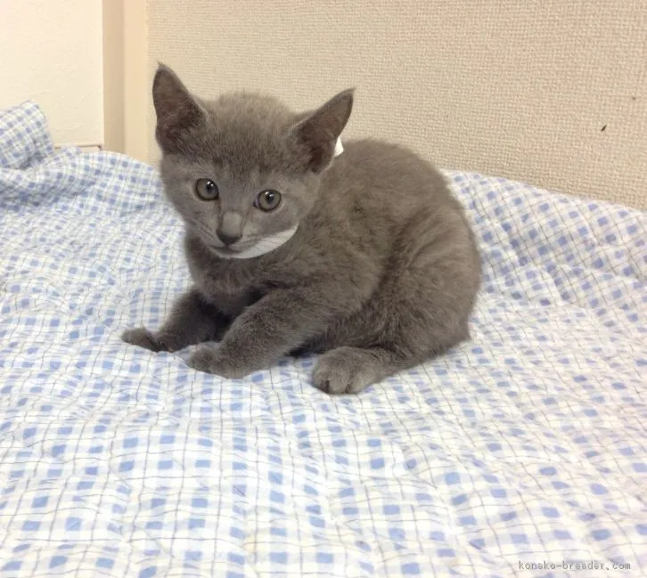 ID：1611-00182の子猫