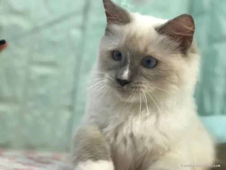 ID:1809-00657の子猫