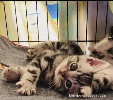 ID：2011-00328の子猫