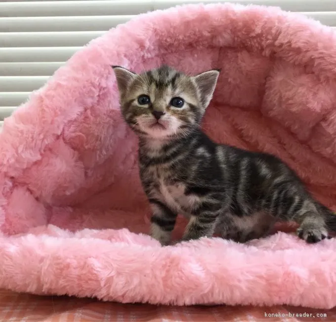 ID：1710-01046の子猫