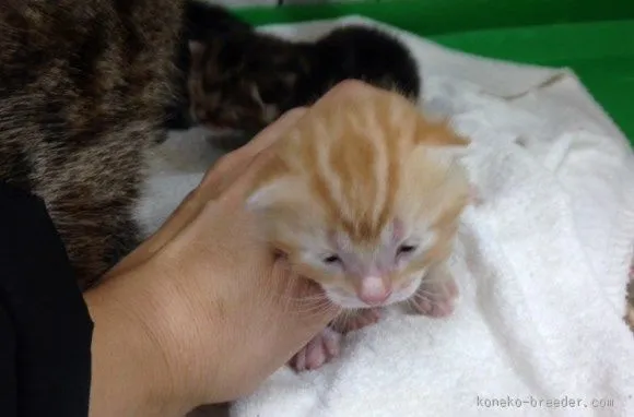 ID：1512-00524の子猫