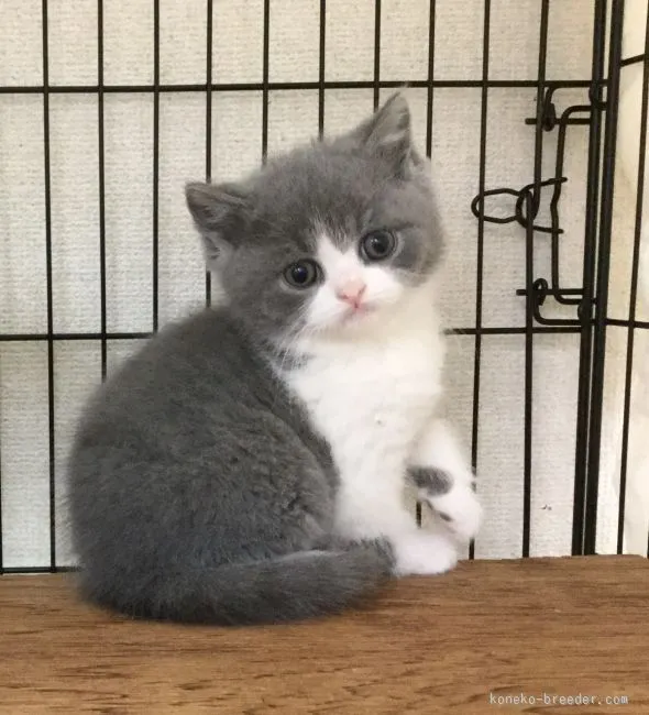 ID：1602-00156の子猫