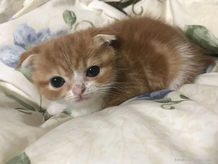 ID：1906-00734の子猫
