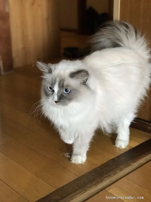 ID:2004-01717の子猫
