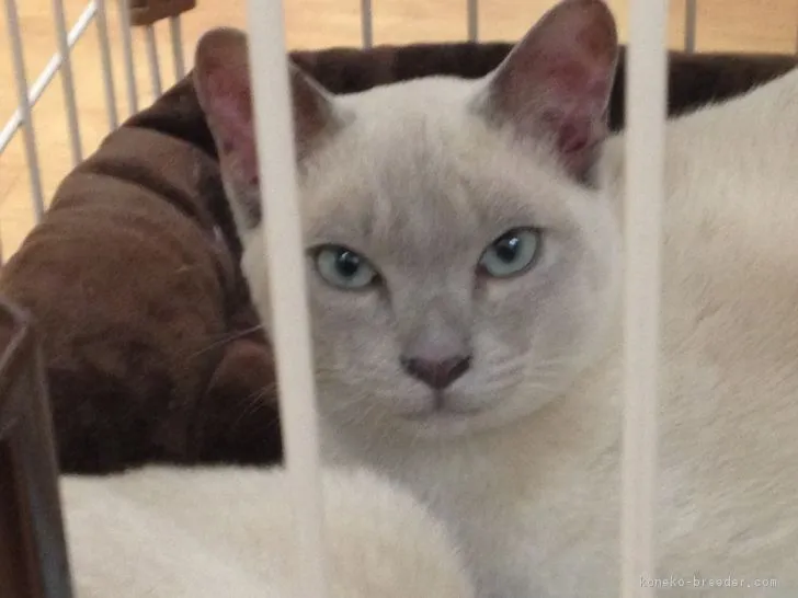 ID：1711-00329の子猫