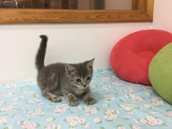 ID：1609-00402の子猫
