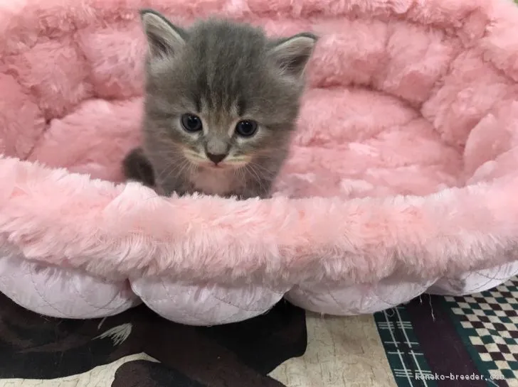 ID:1709-00359の子猫