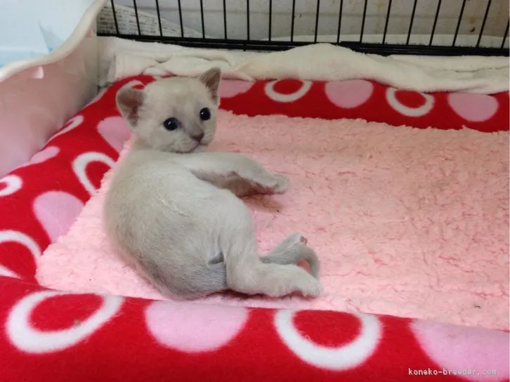 ID:1611-00610の子猫