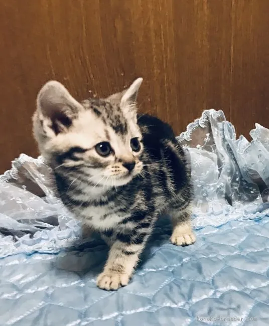 ID：1911-01758の子猫