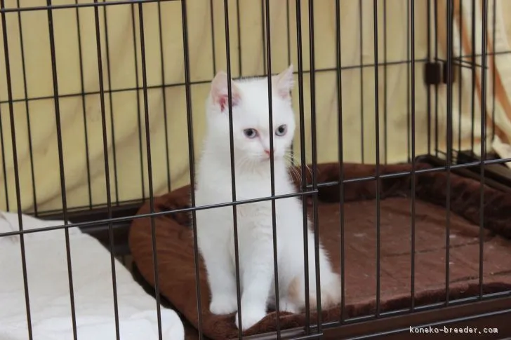 ID：1611-00269の子猫