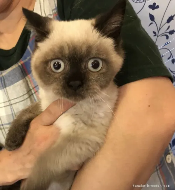 ID:1809-00517の子猫