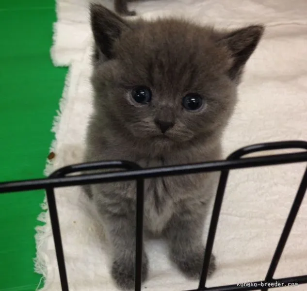 ID:1508-00134の子猫