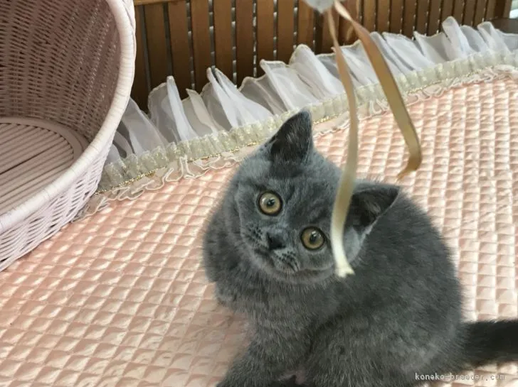 ID：1807-00237の子猫