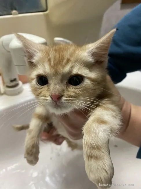 長生きねこ2 様のお迎えした子猫