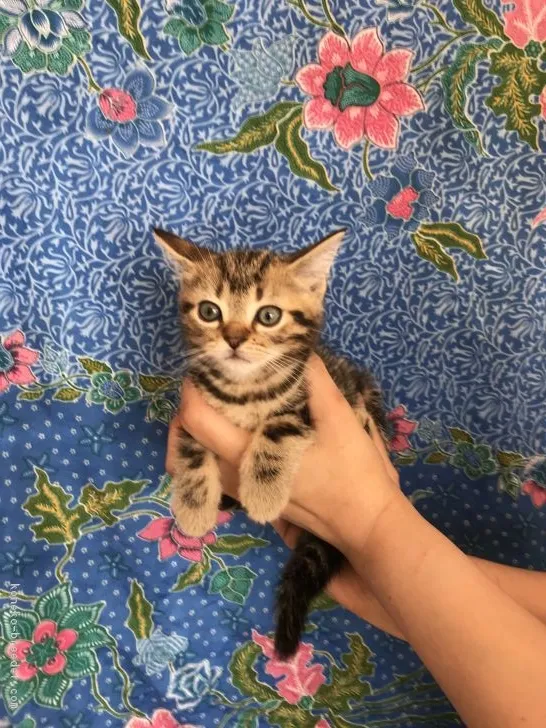 ID:1805-01827の子猫
