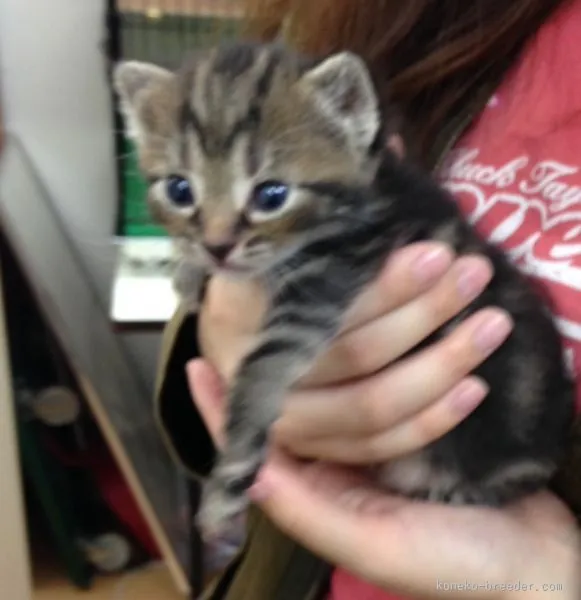 ID：1507-00106の子猫