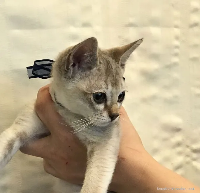 ID:1711-01107の子猫