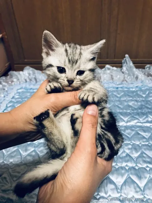 ID：1911-01759の子猫
