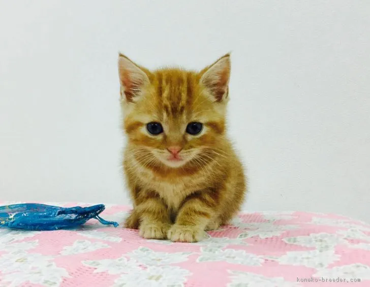 ID：1711-00033の子猫