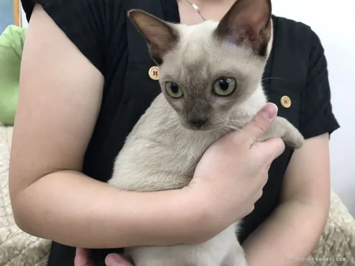 ID：1709-01156の子猫