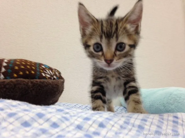 ID：1507-00425の子猫