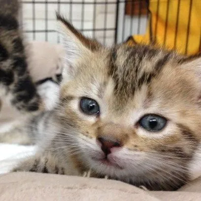 ID：1505-00354の子猫