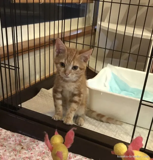 ID：1709-00413の子猫