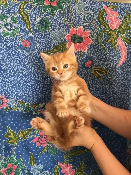 ID:1805-01826の子猫