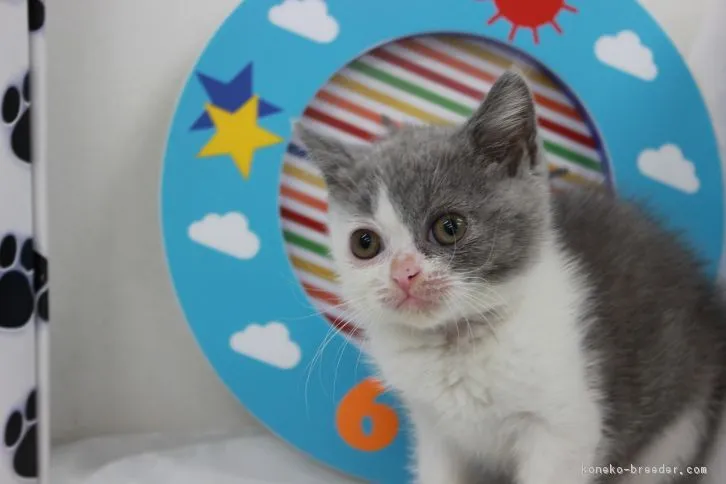 ID：1607-00572の子猫