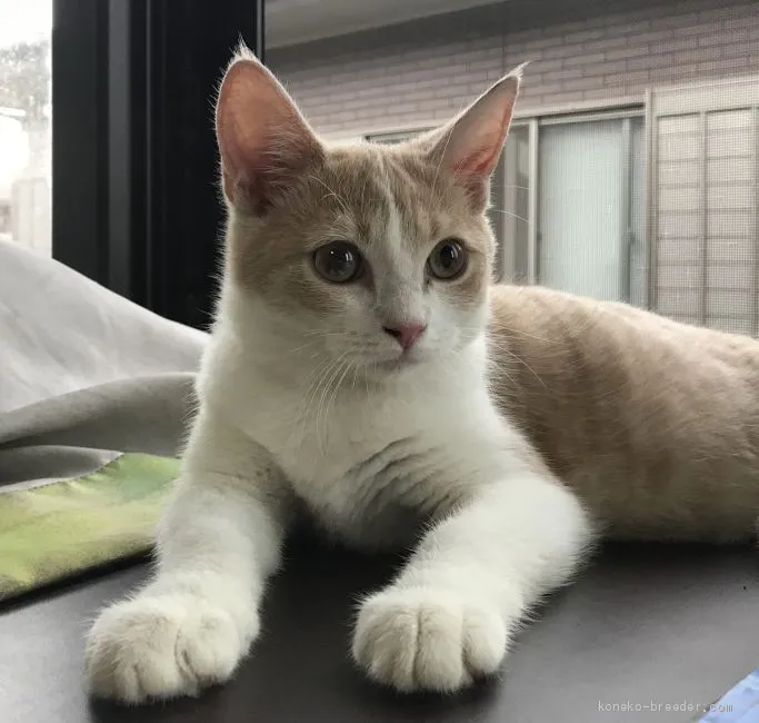 ID:1909-00708の子猫